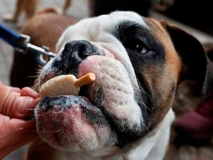 sorvete-para-bulldog-ingles-casa-de-bulldog